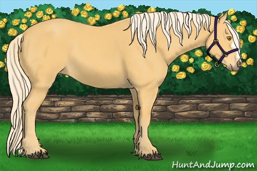 Horse Color:Palomino 