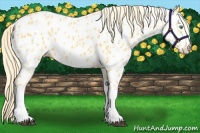 Horse Color:Palomino Near Leopard 