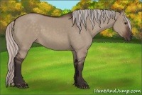 Horse Color:Silver Brown Dun 