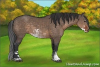 Horse Color:Brown Dun Sabino Appaloosa