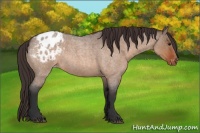 Horse Color:Bay Roan Dun Appaloosa