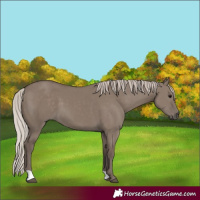 Horse Color:Silver Grullo 