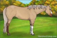 Horse Color:Silver Buckskin Dun