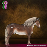 Horse Color:White Spotted Liver Chestnut