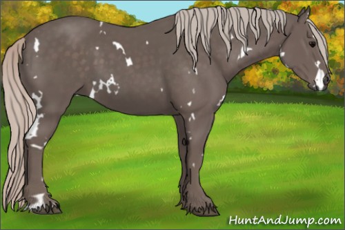 Horse Color:White Spotted Silver Black 