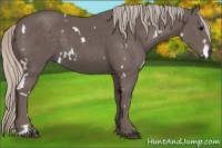 Horse Color:White Spotted Silver Black 