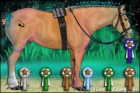 Horse Color:Palomino Sabino