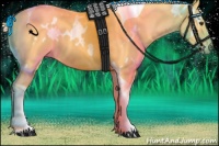 Horse Color:White Spotted Palomino Tobiano 