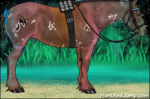 Horse Color:White Spotted Liver Chestnut 