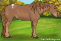 Horse Color:Chestnut Appaloosa 