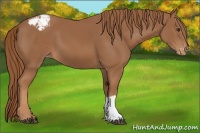 Horse Color:Chestnut Appaloosa