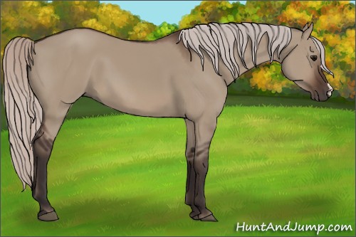 Horse Color:Silver Brown Dun 