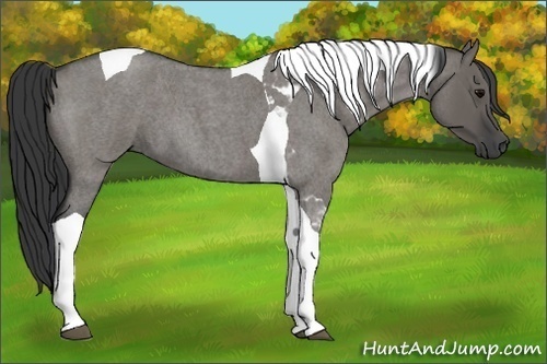 Horse Color:Grullo Roan Tobiano 