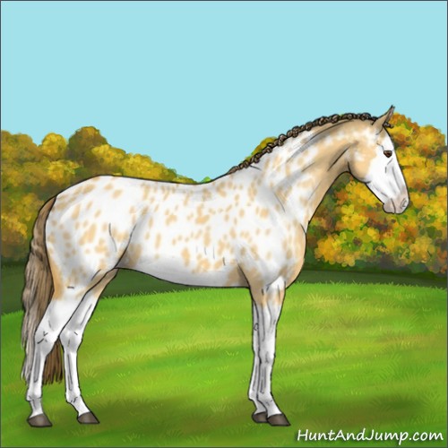Horse Color:Buckskin Dun Splash Appaloosa 