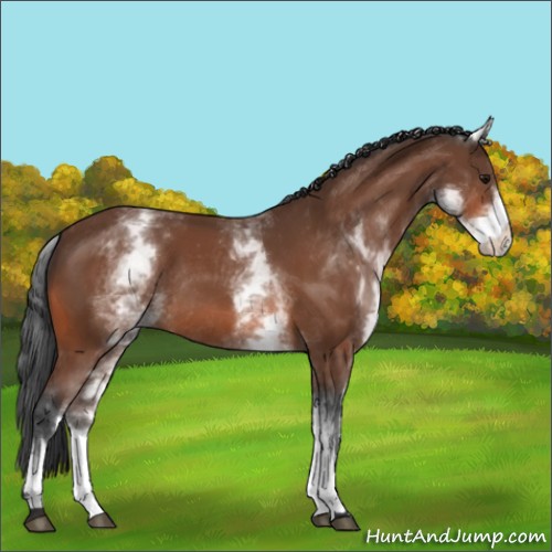 Horse Color:White Spotted Bay Rabicano 