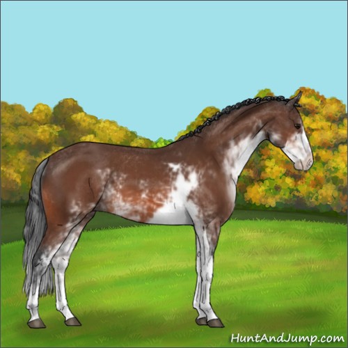 Horse Color:Bay Sabino 