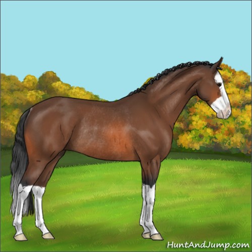 Horse Color:Bay Splash Rabicano 