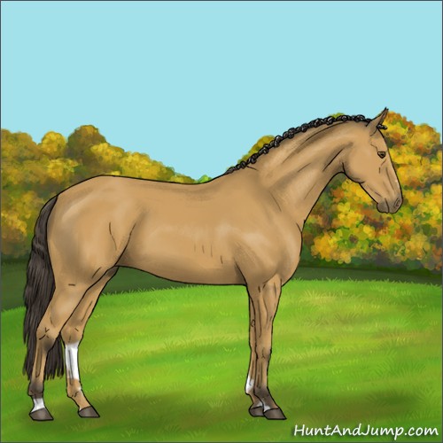 Horse Color:Buckskin Sabino Rabicano 