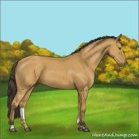 Horse Color:Buckskin Sabino Rabicano 
