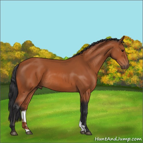 Horse Color:Bay Rabicano 