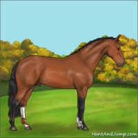 Horse Color:Bay Rabicano 