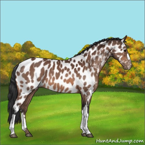 Horse Color:Bay Appaloosa 