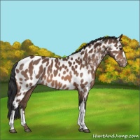Horse Color:Bay Appaloosa 