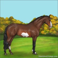 Horse Color:Bay Frame Rabicano 