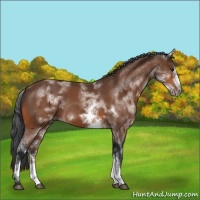 Horse Color:White Spotted Bay Frame Rabicano 