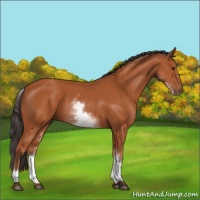 Horse Color:White Spotted Bay Sabino Rabicano 