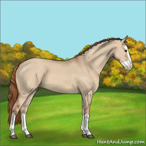 Horse Color:Red Dun Splash 