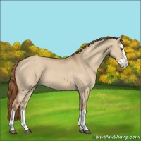 Horse Color:Red Dun Splash 