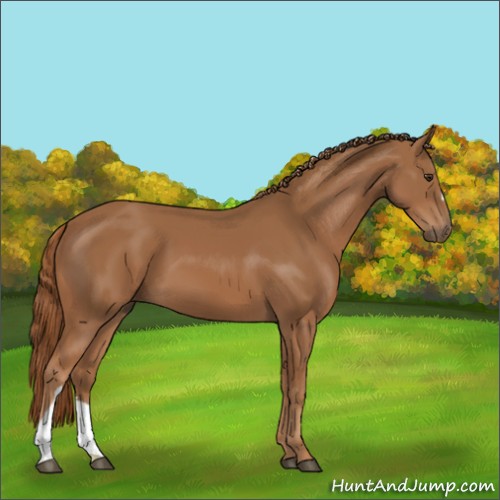 Horse Color:Chestnut 