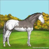 Horse Color:Grullo Splash Appaloosa 