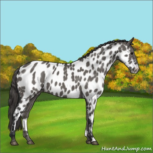 Horse Color:Grullo Appaloosa 