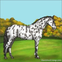 Horse Color:Grullo Appaloosa 