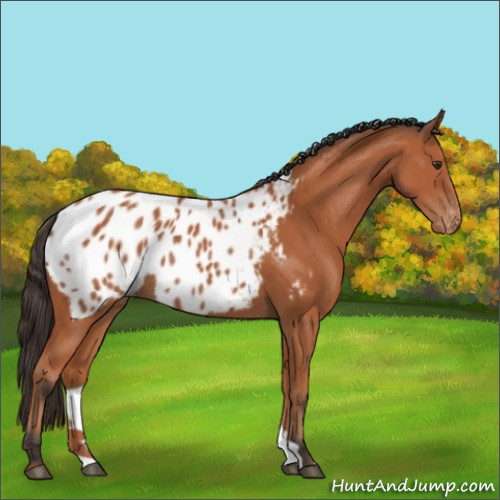 Horse Color:Bay Appaloosa Rabicano 