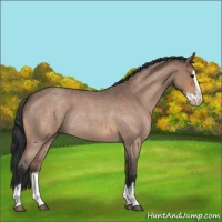 Horse Color:Bay Roan Splash Rabicano 
