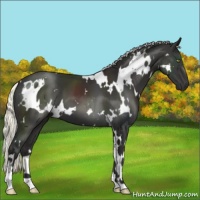 Horse Color:White Spotted Liver Chestnut Mushroom