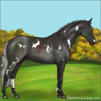Horse Color:White Spotted Liver Chestnut Mushroom 