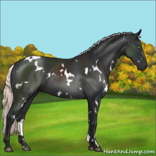 Horse Color:White Spotted Liver Chestnut Mushroom