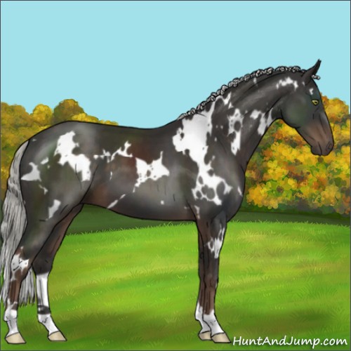 Horse Color:White Spotted Liver Chestnut Mushroom 