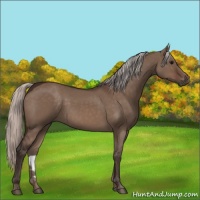 Horse Color:Silver Brown Dun 