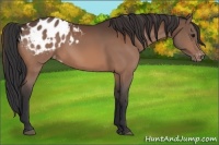 Horse Color:Bay Appaloosa 