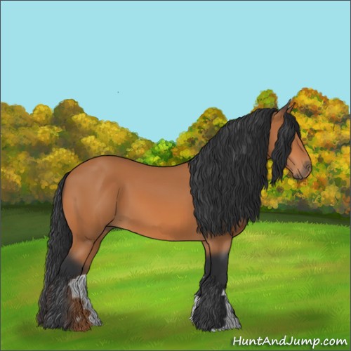 Horse Color:Bay 