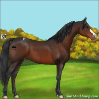 Horse Color:Brown Appaloosa 