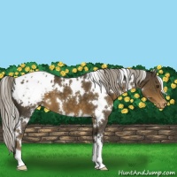 Horse Color:White Spotted Chocolate Palomino Appaloosa 
