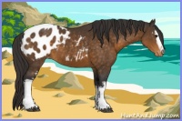 Horse Color:White Spotted Buckskin Appaloosa 