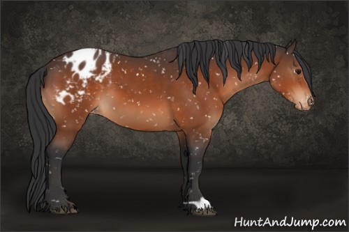 Horse Color:Bay Appaloosa