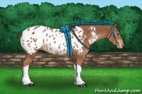 Horse Color:Chestnut Appaloosa